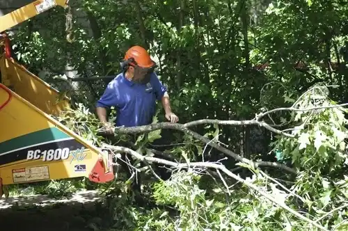 tree services Oak Grove